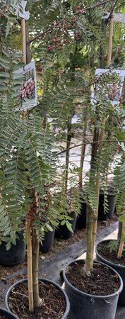 SORBUS VILMORINII