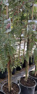 SORBUS VILMORINII