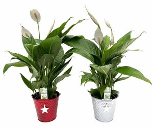 Spathiphyllum arrangement