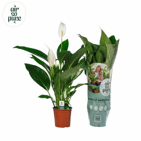 Spathiphyllum 'Bingo Cupido' P17