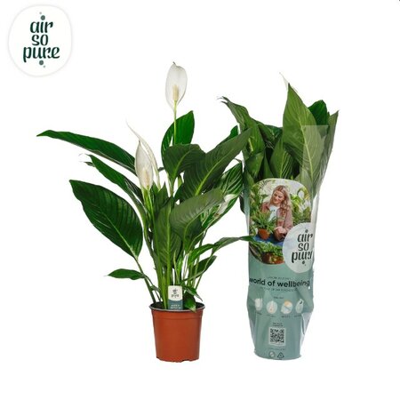 Spathiphyllum 'Cupido Compactum'