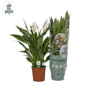 Spathiphyllum 'Silver Cupido'