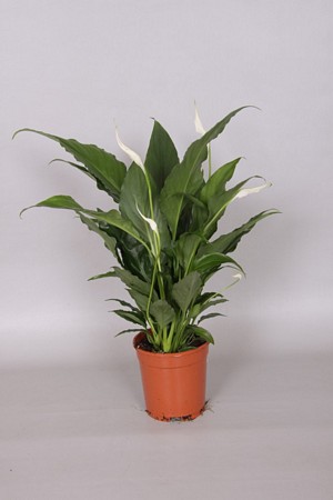 Spathiphyllum Sweet Chico ( no sleeve)