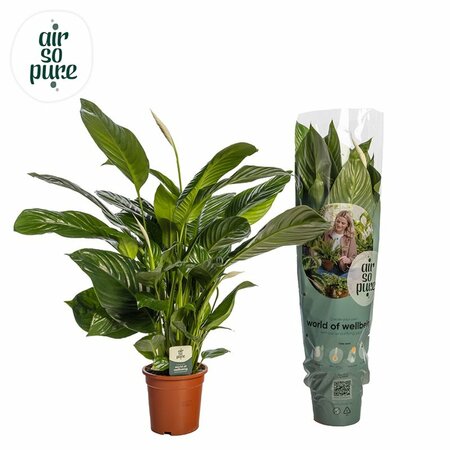 Spathiphyllum 'Sweet Isabella' P19