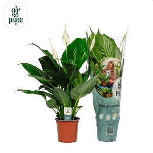Spathiphyllum 'Sweet Silvio'