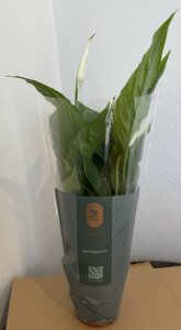Spathiphyllum Torelli