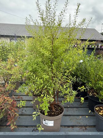 SPIRAEA ARGUTA