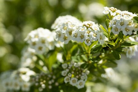 SPIRAEA B. TOR GOLD