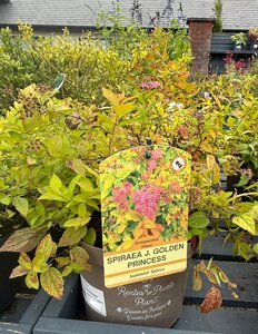 SPIRAEA J. GOLDEN PRINCESS