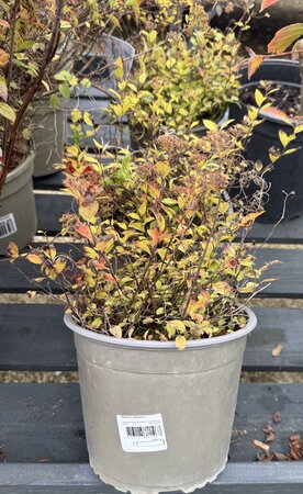 Spiraea  jap. mixed
