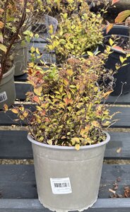 Spiraea  jap. mixed