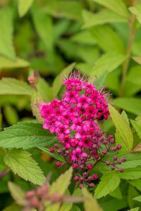Spiraea Japonica Pink