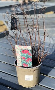 Spiraea Joponica Red