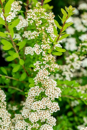 SPIRAEA NIPP. SNOWMOUND