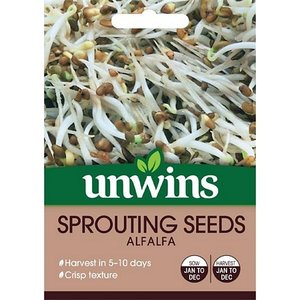Sprouting Seeds Alfalfa