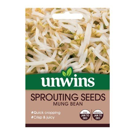 Sprouting Seeds Mung Bean