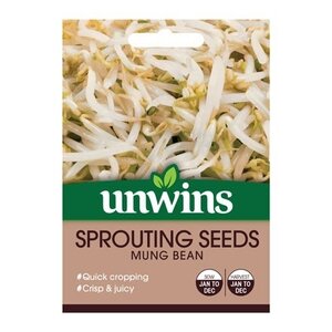Sprouting Seeds Mung Bean