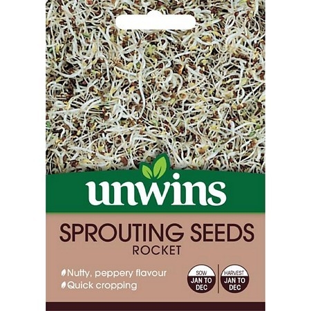Sprouting Seeds Rocket
