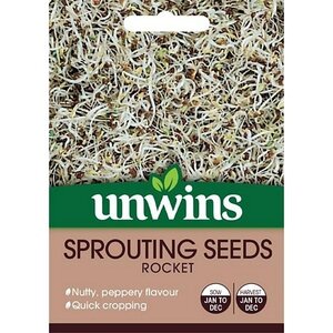 Sprouting Seeds Rocket