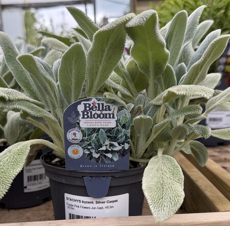 STACHYS byzant. Silver Carpet