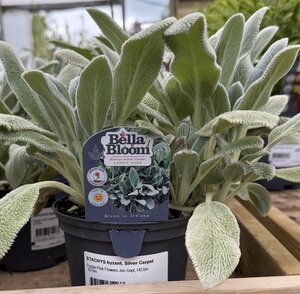 STACHYS byzant. Silver Carpet