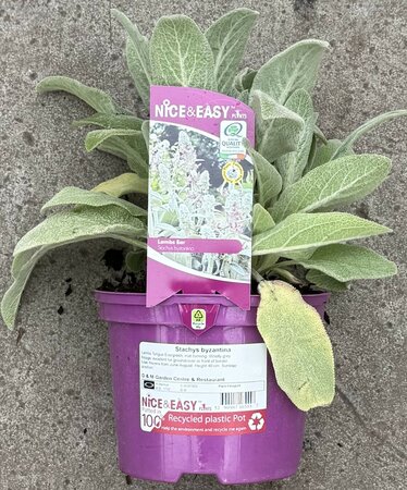 Stachys byzantina
