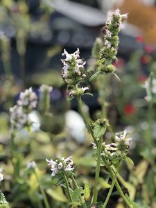 Stachys White Lightning - image 1