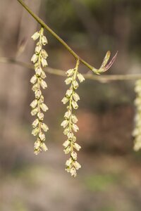 Stachyurus chinensis ''Celina''