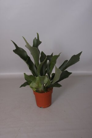 Staghorn fern