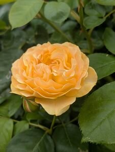 Standard and Patio Roses