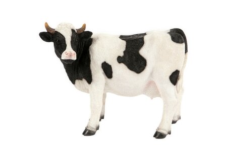 Standing Black & White Cow