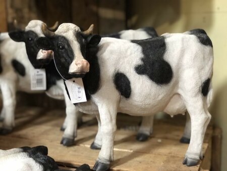 Standing Black & White Cow