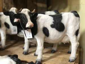 Standing Black & White Cow