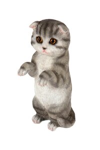 Standing Grey & Black Kitten