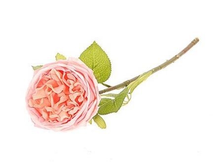 Stem Rose Florabunda 144w13h10