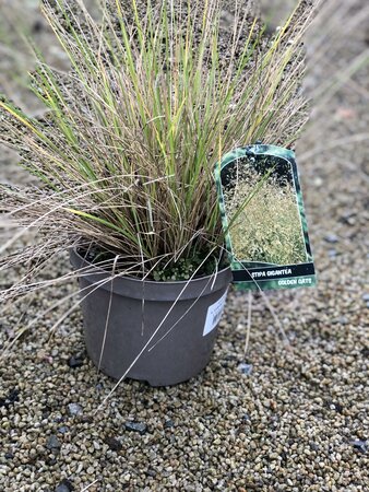 STIPA GIGANTEA