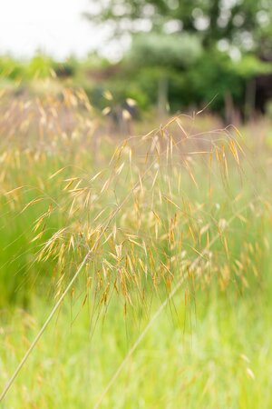 STIPA gigantea