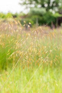 STIPA gigantea