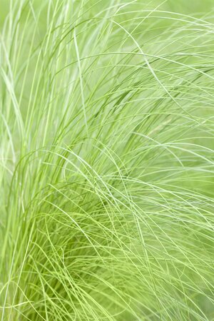 STIPA tenuissima Pony Tails