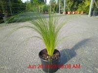 STIPA tenuissima Pony Tails