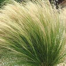 STIPA tenuissima Pony Tails