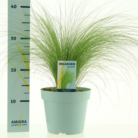 Stipa tenuissima 'Ponytails'