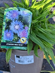 STOKESIA L. MEL'S BLUE