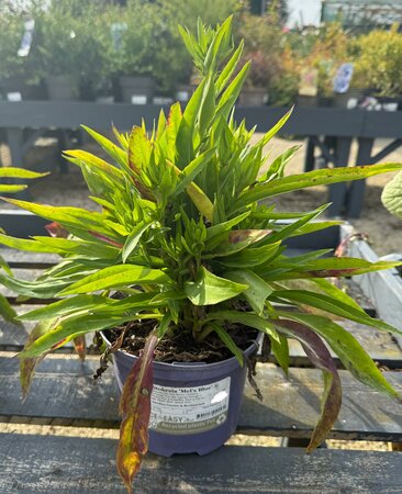 Stokesia 'Mel's Blue' ®