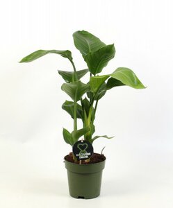 Strelitzia nicolai