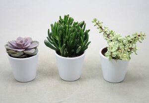 Succulent mix / 10.5 cm ceramic white