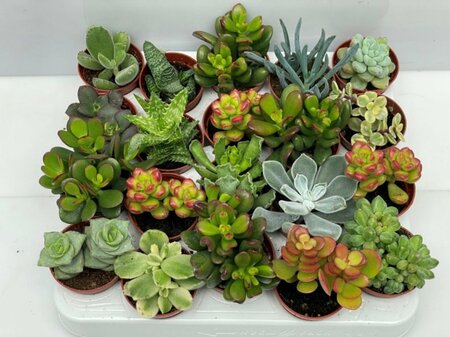 Succulent mix P 5.5