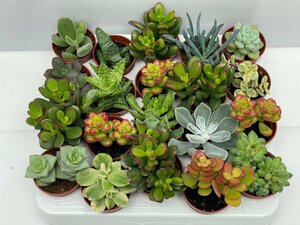 Succulent mix P 5.5