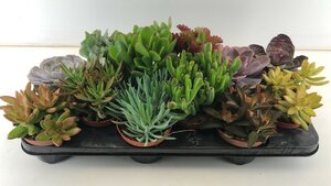 Succulents mix