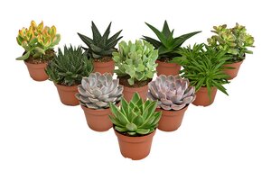 Succulents mix